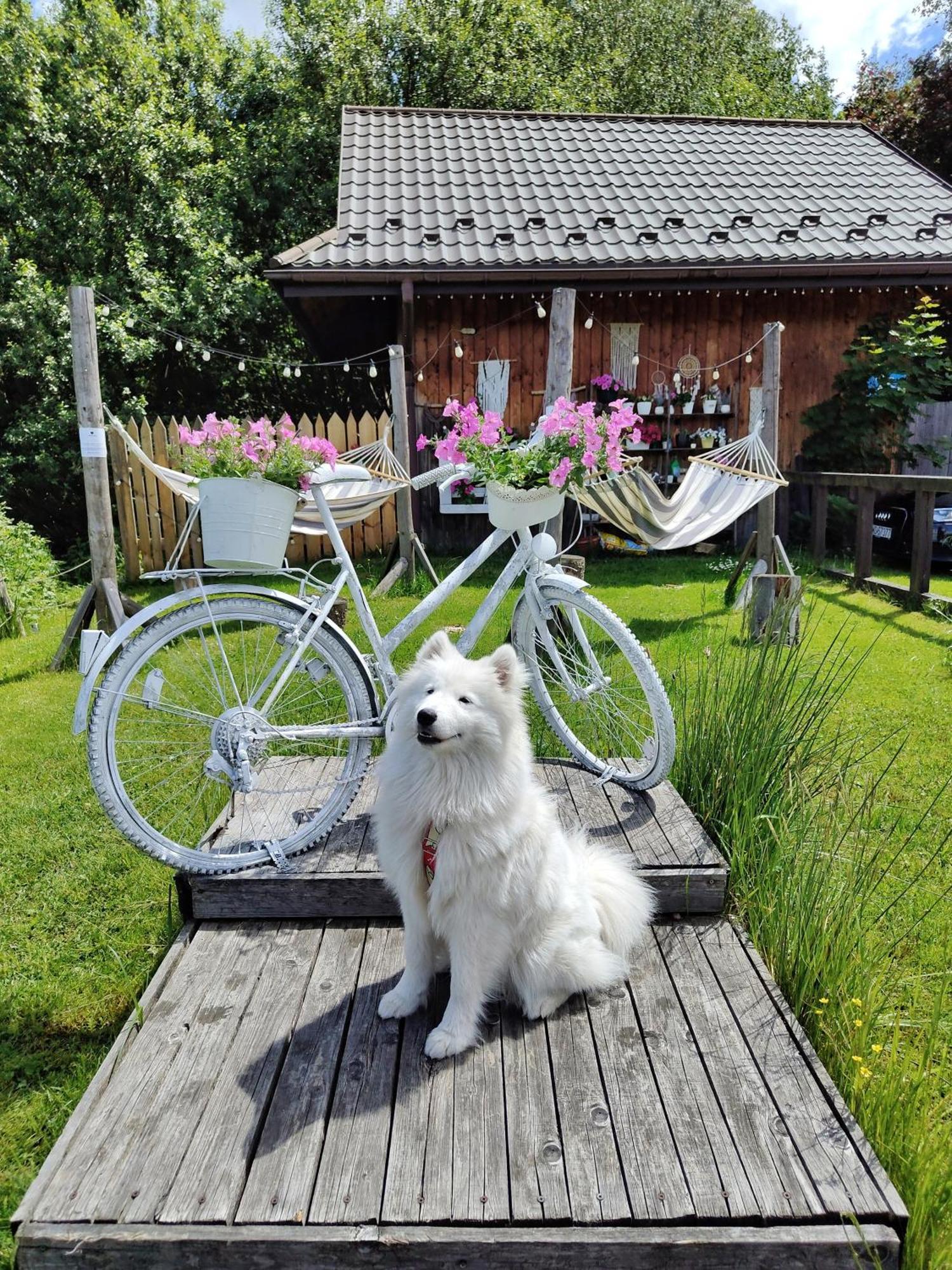 Czarna Owca Bed & Breakfast อิสเตบนา ภายนอก รูปภาพ